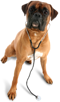 veterinarian_dog